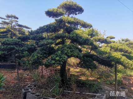 移栽苗造型罗汉松