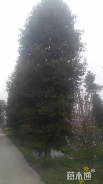 25公分金丝楠木