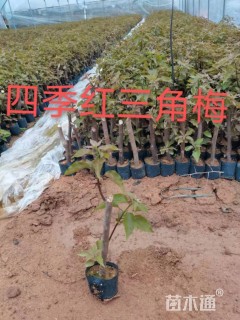 高度300厘米三角梅