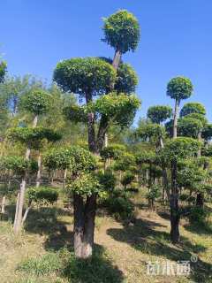 30公分造型金叶榆