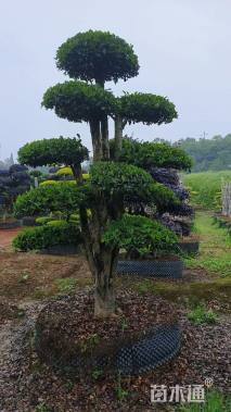 30公分椤木石楠