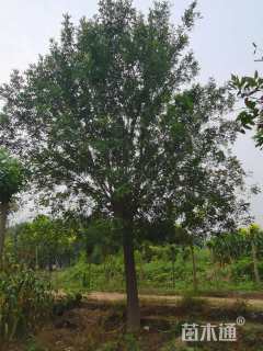 18公分秋紫白蜡