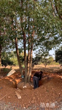 40公分(3杆)丛生香樟