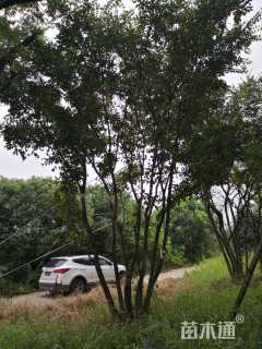 50公分丛生朴树