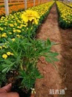 高度30厘米孔雀草