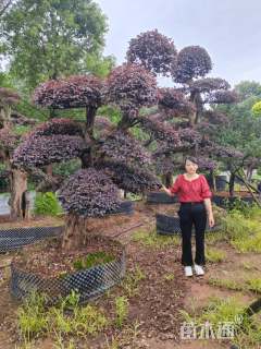 25公分造型红花继木桩