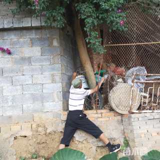 高度3000厘米紫花三角梅