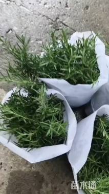 高度3540厘米迷迭香