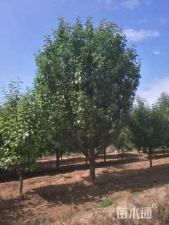 20公分八棱海棠