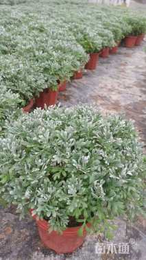 高度25厘米芙蓉菊