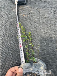 高度20厘米福建茶