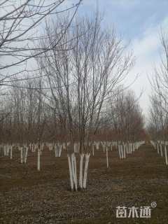 高度600厘米丛生美国红枫