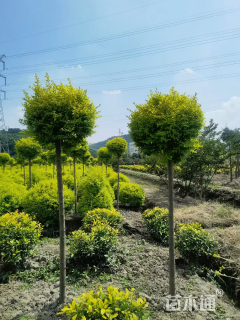 10公分造型亮晶女贞