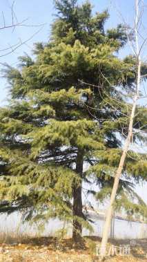 高度700厘米雪松