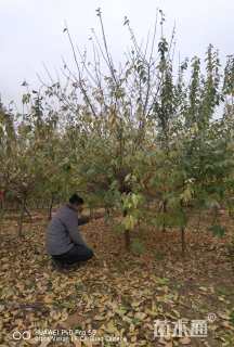 高度450厘米蜡梅