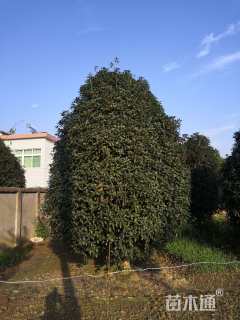 高度450厘米丛生桂花