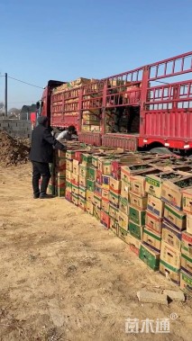 高度20厘米矮小矢车菊