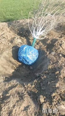 高度350厘米木槿