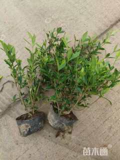 高度50厘米栀子花