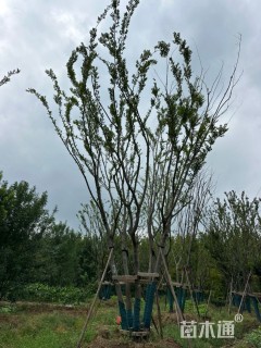 15公分(5杆)丛生朴树