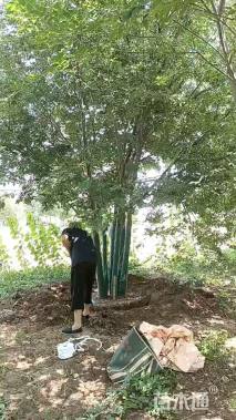 10公分丛生榉树