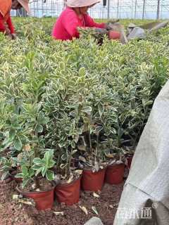 高度50厘米金边黄杨