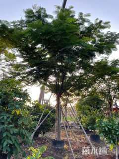 19公分凤凰木