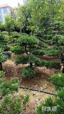 移栽苗造型罗汉松