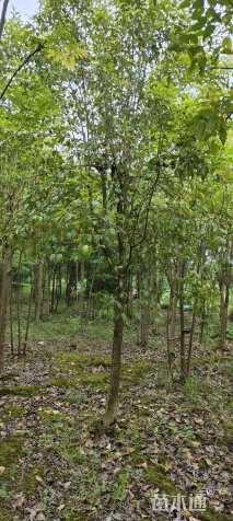 10公分大叶女贞