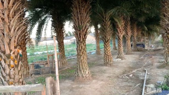 裸干高300厘米银海枣