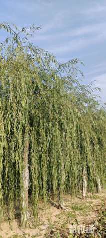 15公分垂柳