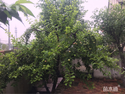 高度300厘米李子树