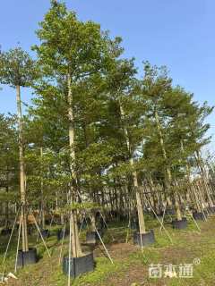 15公分小叶榄仁