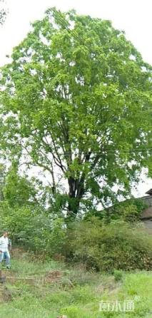 70公分皂荚