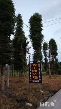 30公分金丝楠木