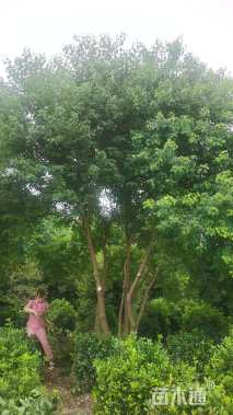 60公分(5杆)丛生乌桕