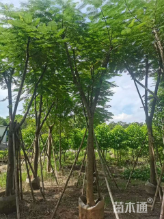 5公分凤凰木