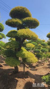 12公分造型亮晶女贞