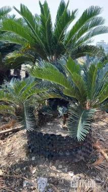 裸干高100厘米多头苏铁