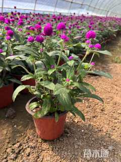 高度20厘米五星花