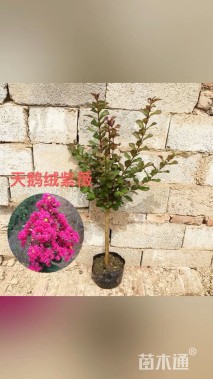 高度40厘米天鹅绒紫薇