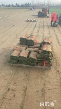 草卷状马尼拉草