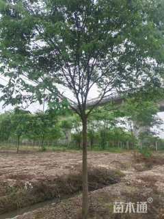 15公分榉树