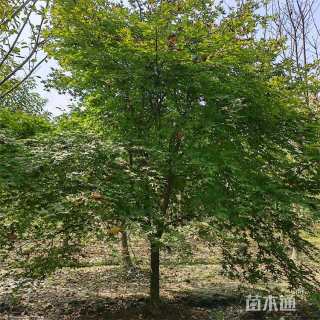 10.5公分日本红枫