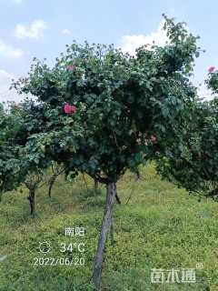 高度180厘米月季