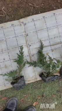 高度20厘米铺地柏