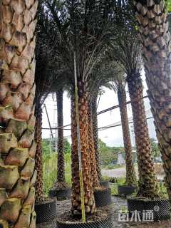 裸干高3厘米中东海枣