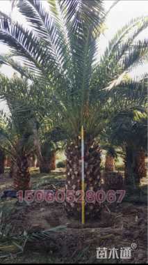 裸干高100厘米加拿利海枣