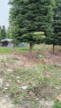 30公分金丝楠木