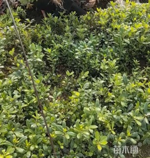 高度30厘米海桐